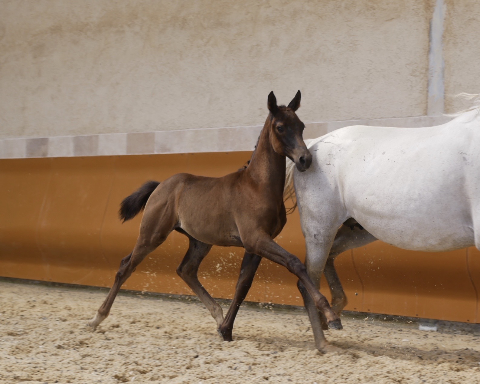 For Dance De Philip   Photo 3 France Dressage   Juillet 2023