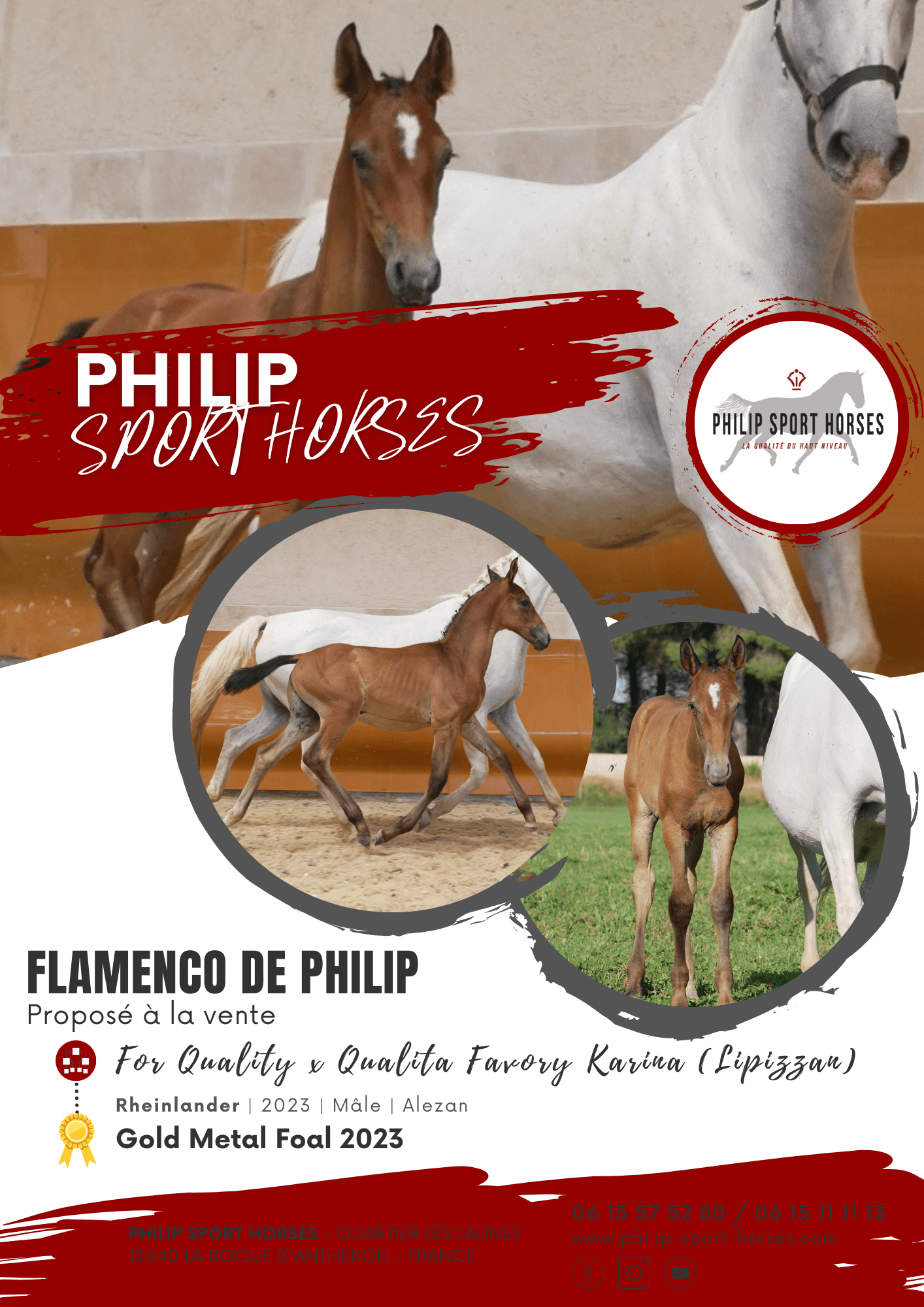 Gold Metal Foals 2023 / Flamenco De Philip