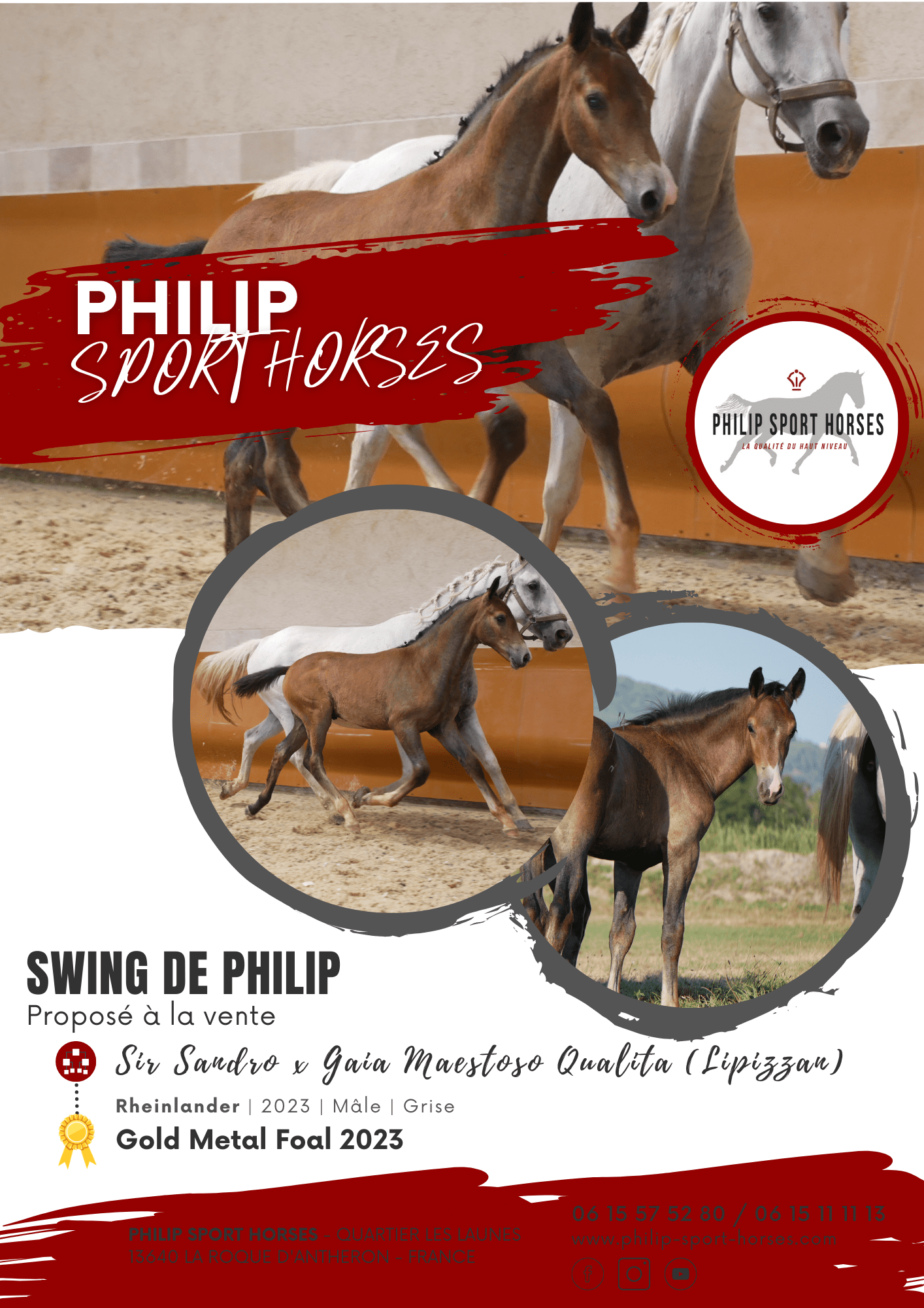 Gold Metal Foals 2023 / Swing De Philip