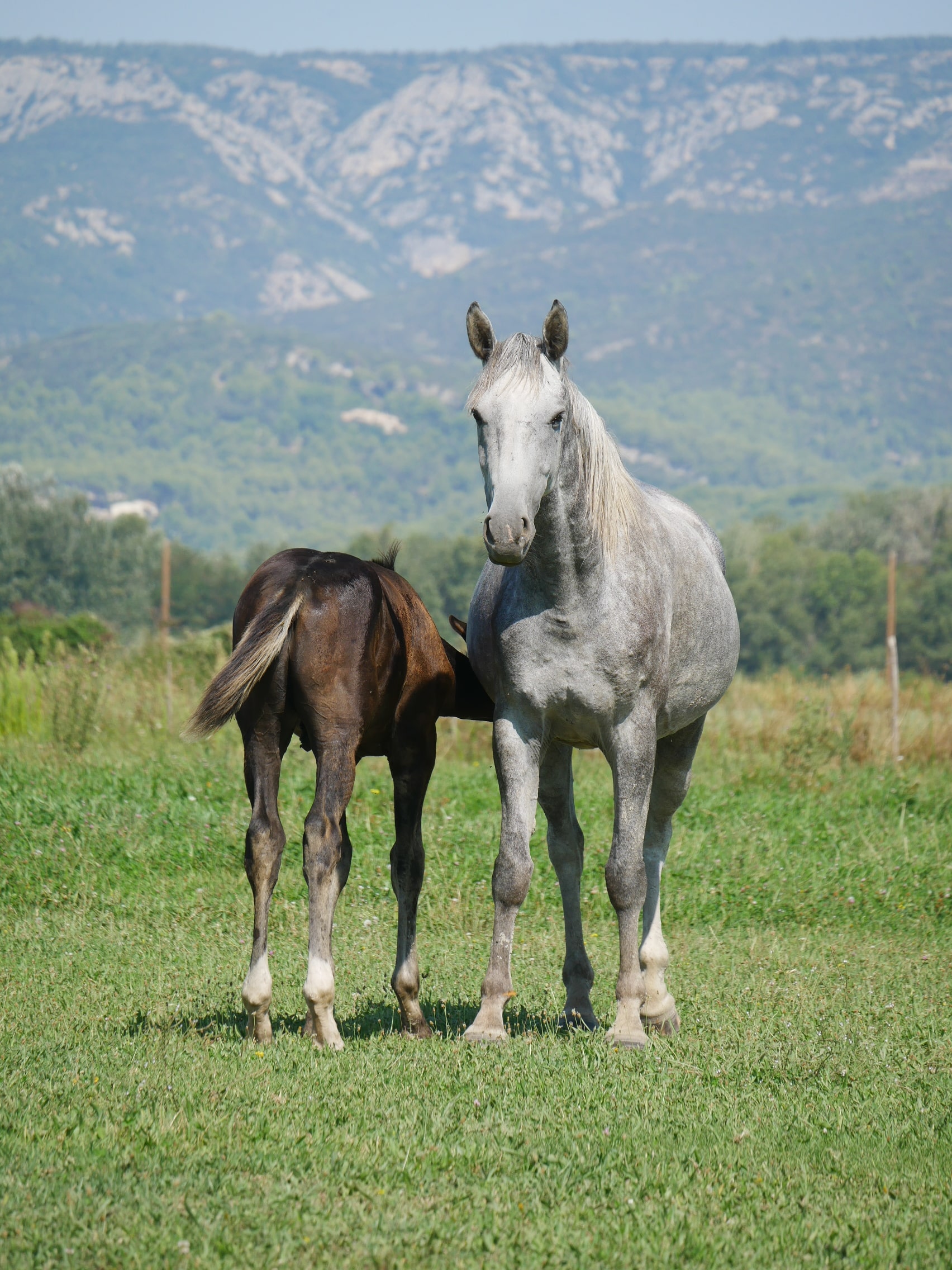 PHILIP SPORT HORSES   Feeling De Philip   02