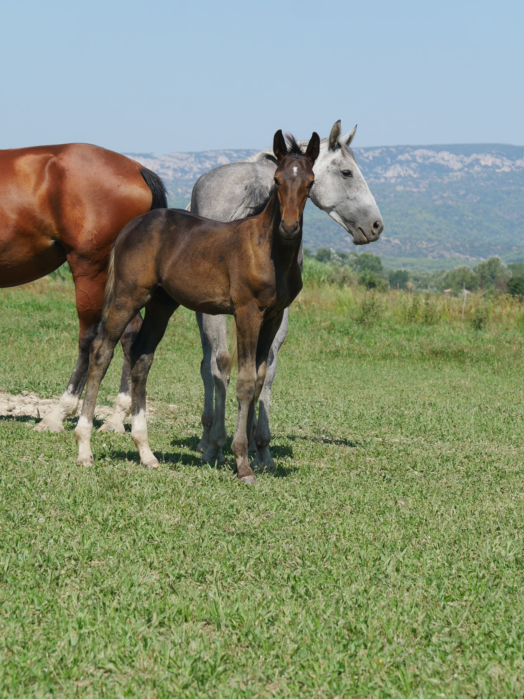 PHILIP SPORT HORSES   Feeling De Philip   04
