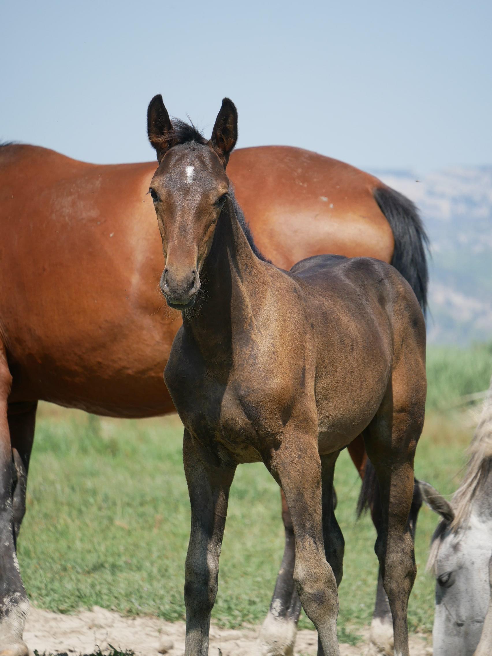 PHILIP SPORT HORSES   Feeling De Philip   05