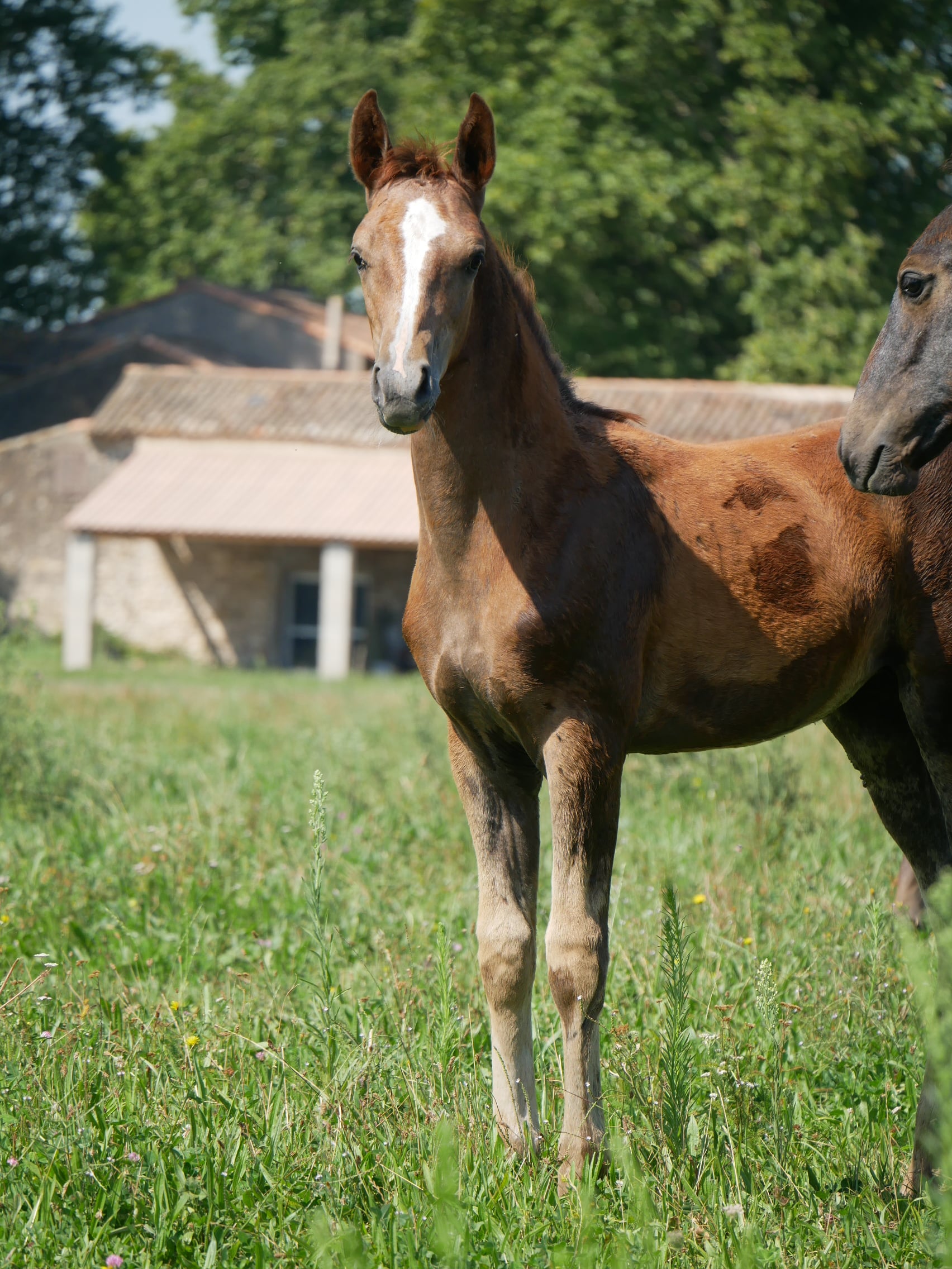 PHILIP SPORT HORSES   Felicity De Philip   01