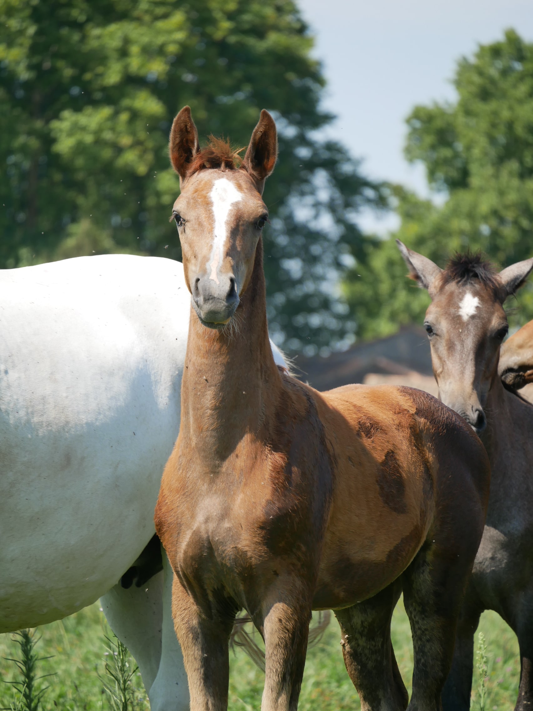 PHILIP SPORT HORSES   Felicity De Philip   04