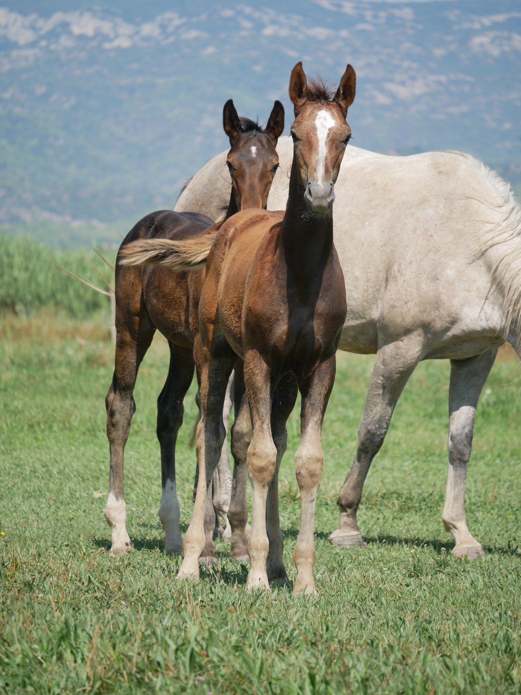 PHILIP SPORT HORSES   Felicity De Philip   07