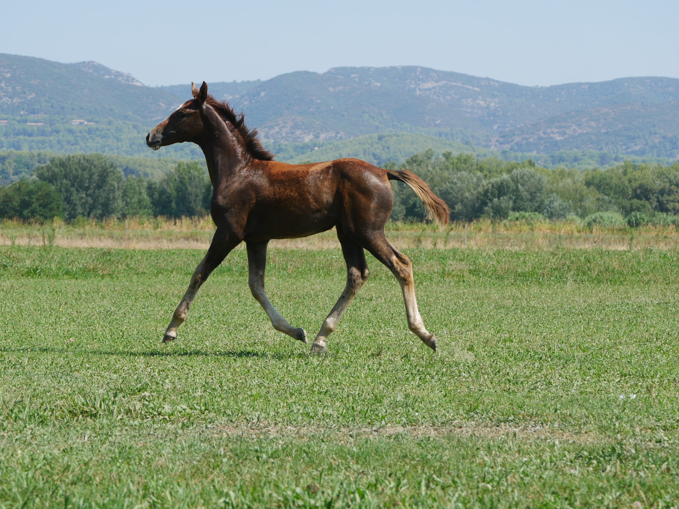 PHILIP SPORT HORSES   Felicity De Philip   08