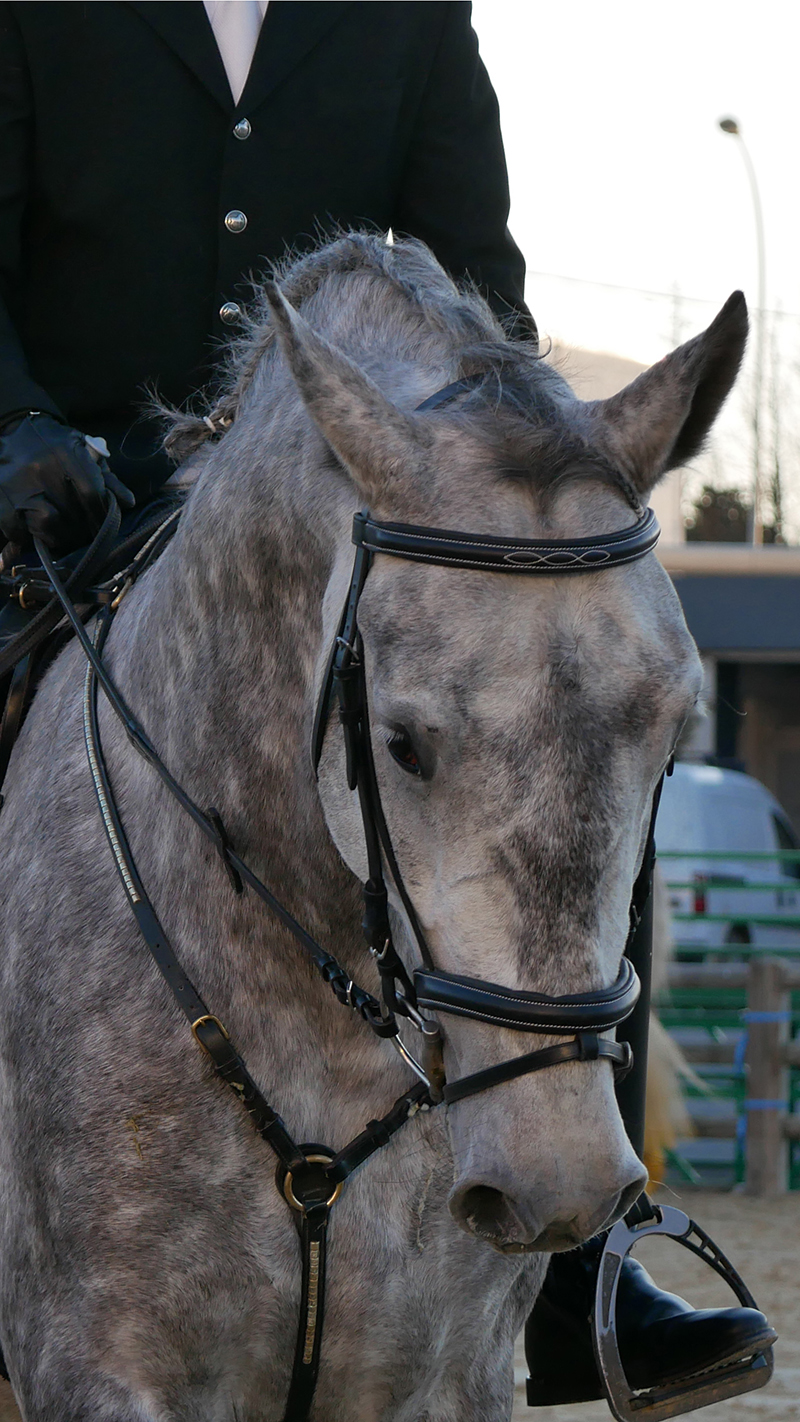 PHILIP SPORT HORSES IMPERIAL Cheval Passion Janvier 2022 20