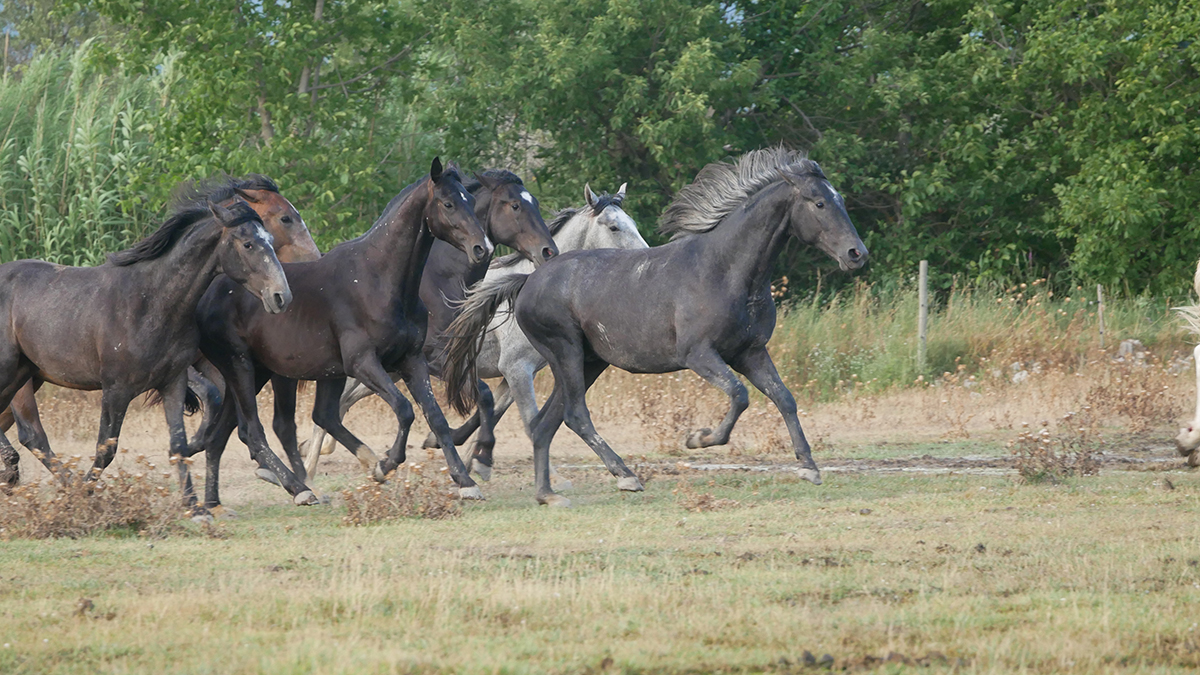 PHILIP SPORT HORSES Sincère Juillet2022 04