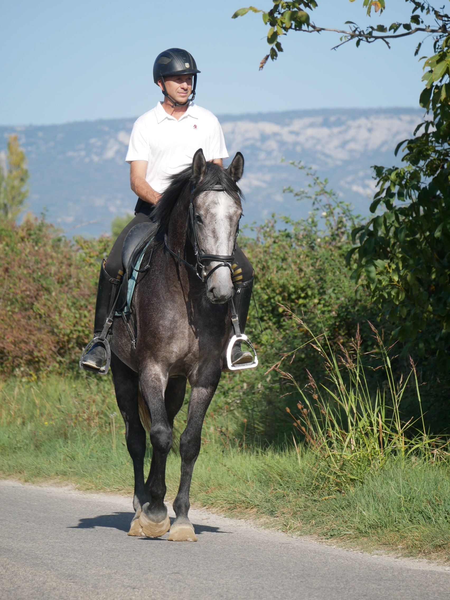 PHILIP SPORT HORSES   Subito De Philip   06