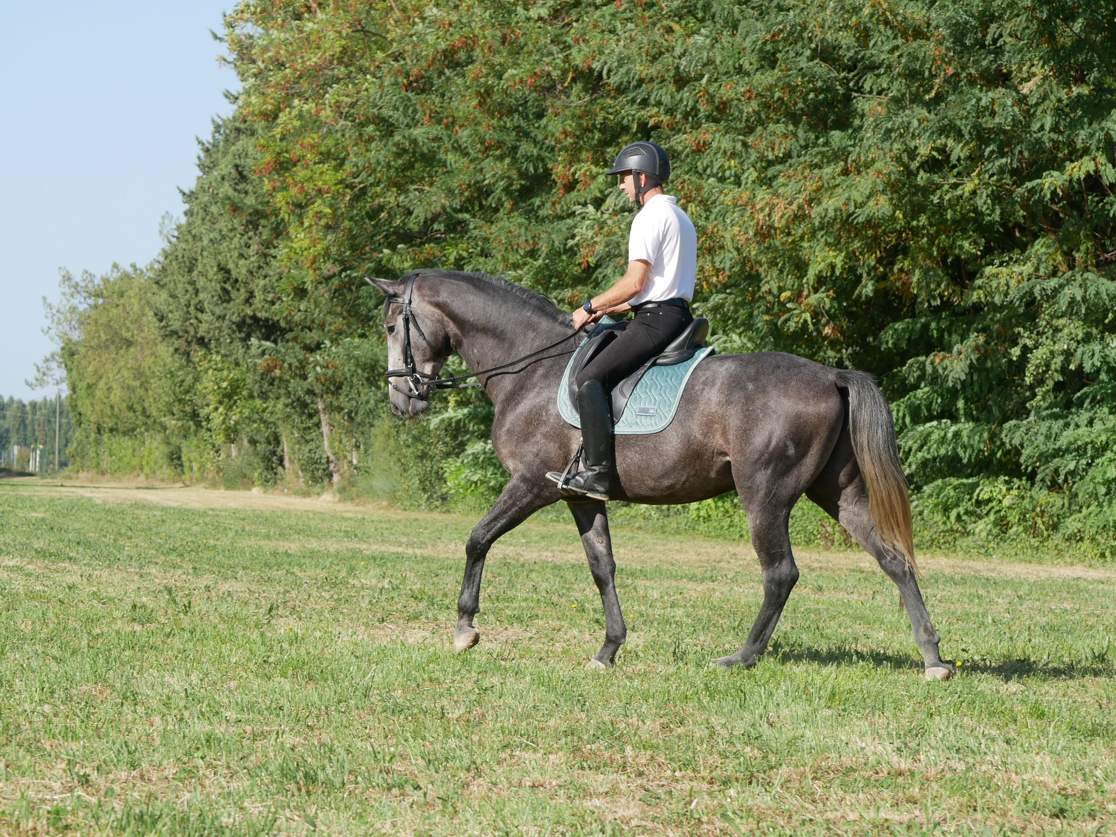 PHILIP SPORT HORSES   Subito De Philip   07