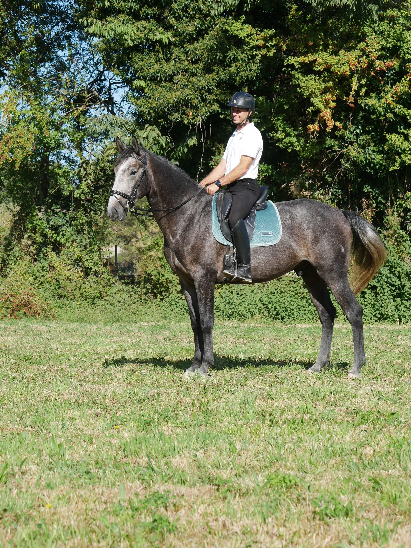 PHILIP SPORT HORSES   Subito De Philip   08