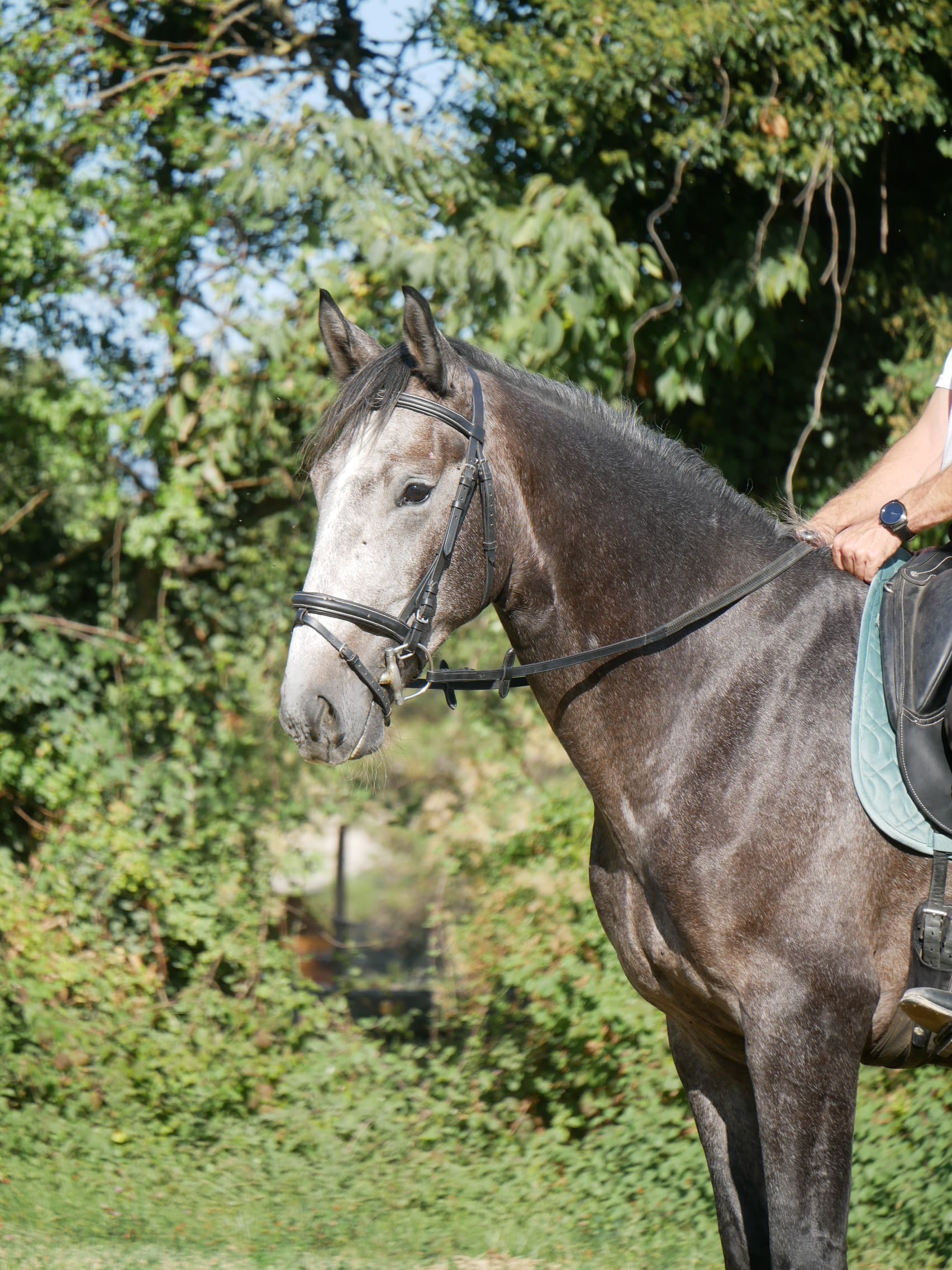 PHILIP SPORT HORSES   Subito De Philip   09
