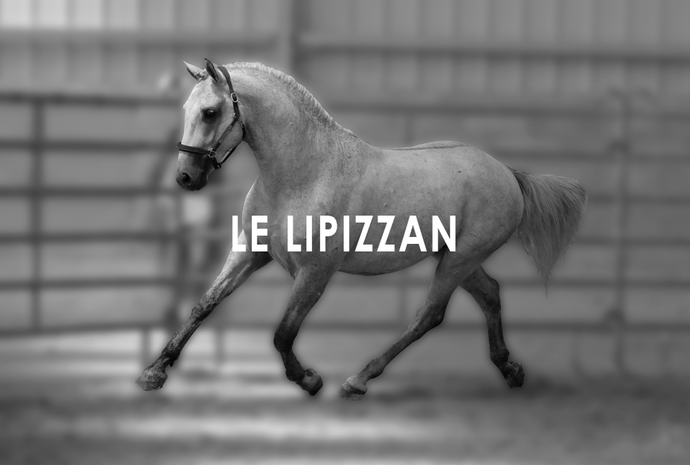 Le cheval Lipizzan