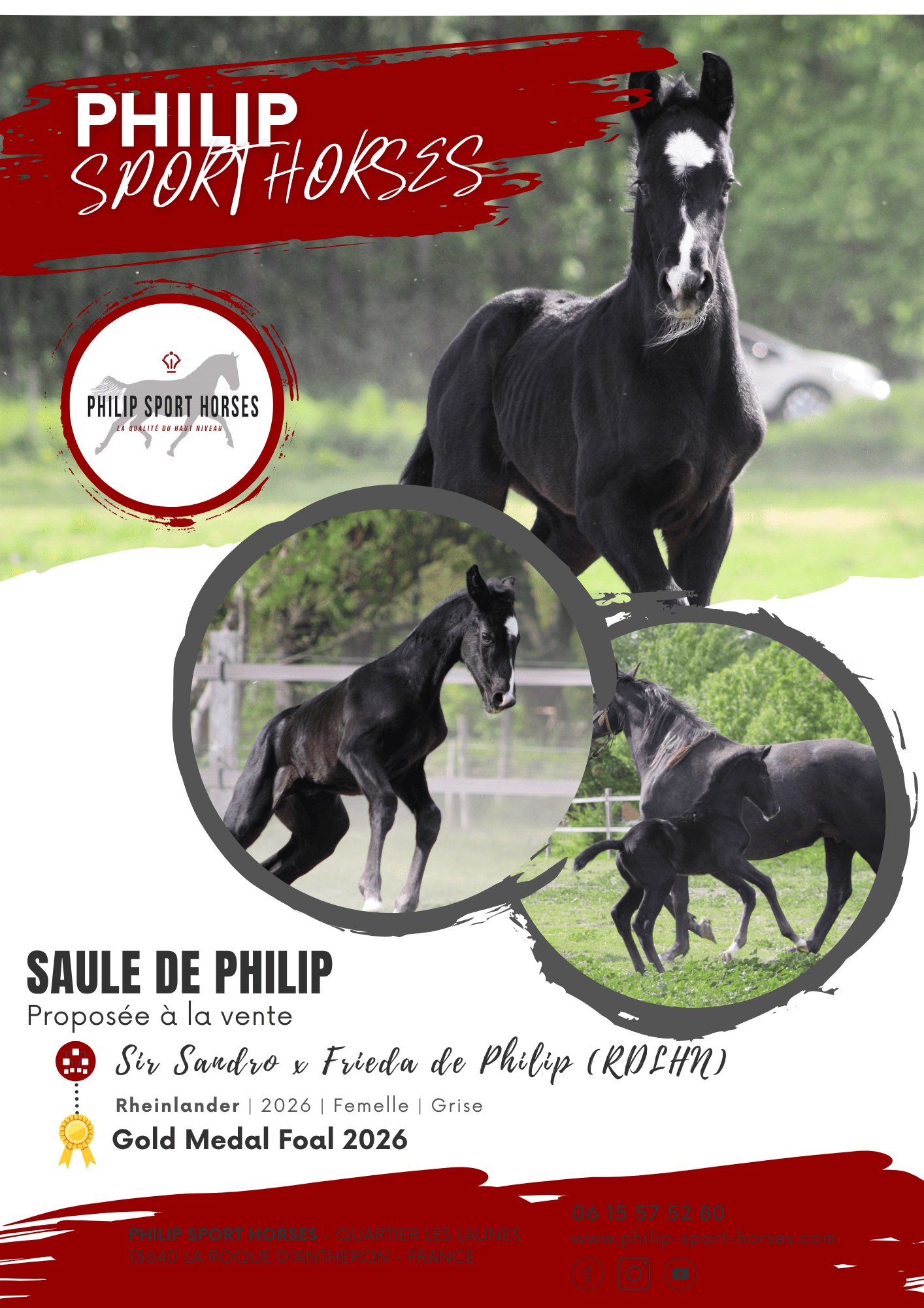 Gold Medal Foals 2026 / Saule De Philip