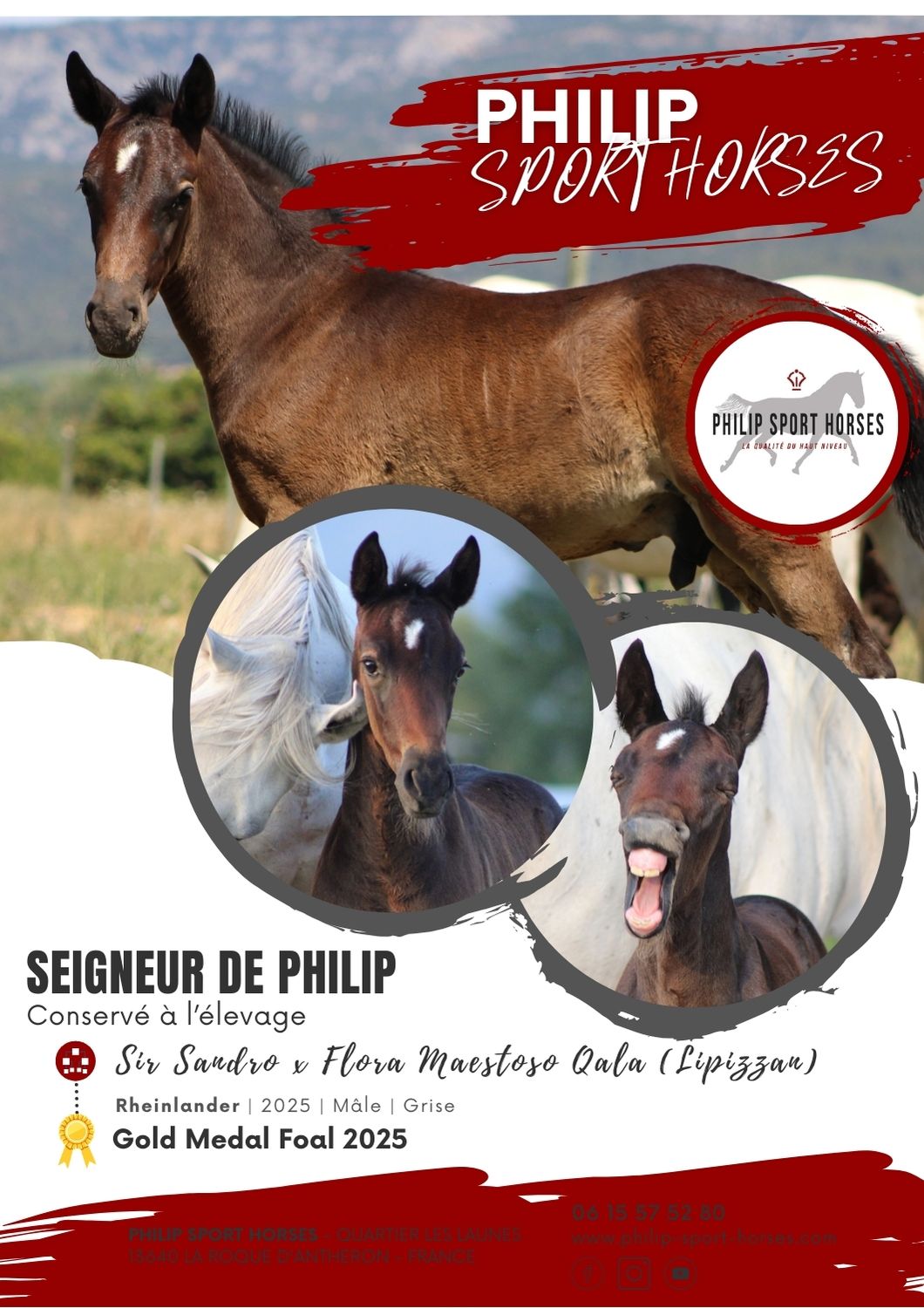 Gold Medal Foals 2025 / Seigneur De Philip